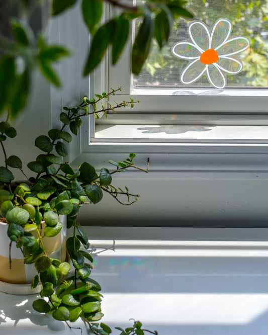 DAISY SUNCATCHER